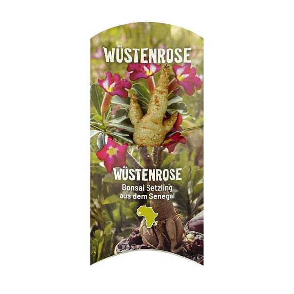 Baobab Chacal Setzling Wüstenrose Blüte Zimmerpflanze Affenbrotbaum kaufen Contigo Baobab Chacal Setzling Wüstenrose Blüte Zimmerpflanze Affenbrotbaum kaufen Contigo