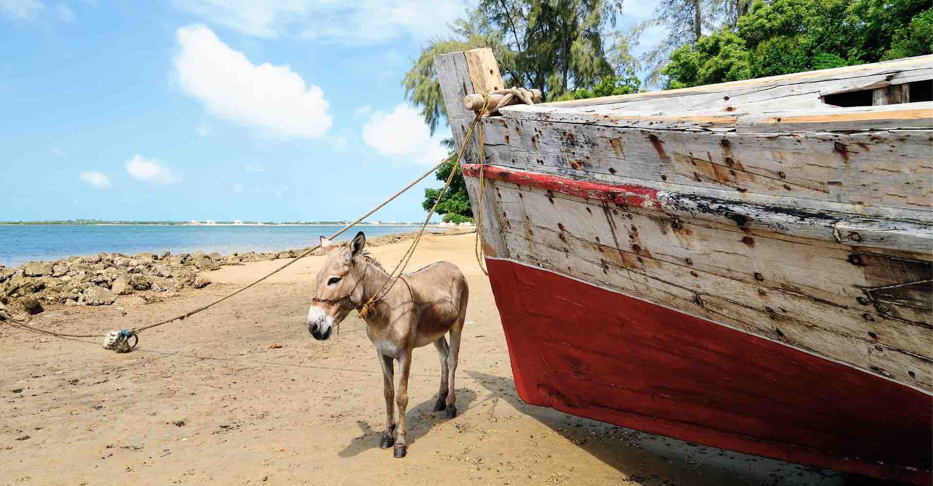 Kenia Lamu Insel Archipel Autofrei Kenia Lamu Insel Archipel Autofrei