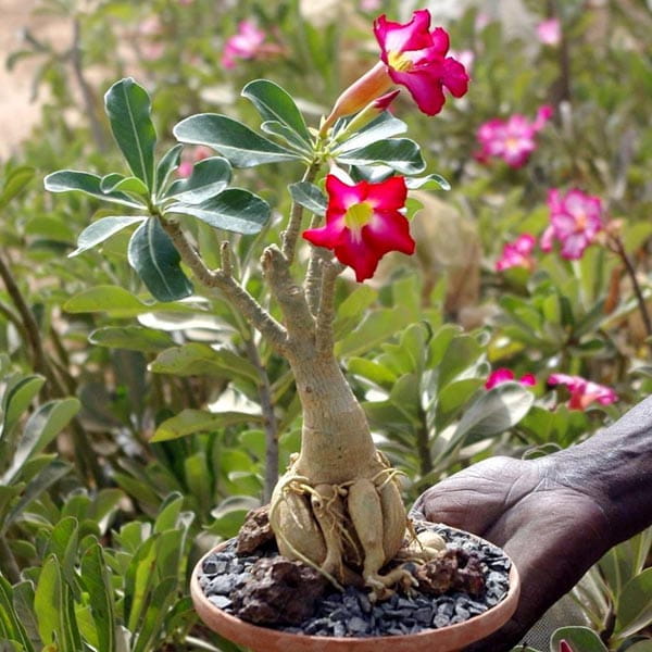 Baobab Chacal Setzling - 1-2 Jahre - Wüstenrose Baobab Chacal Setzling - 1-2 Jahre - Wüstenrose