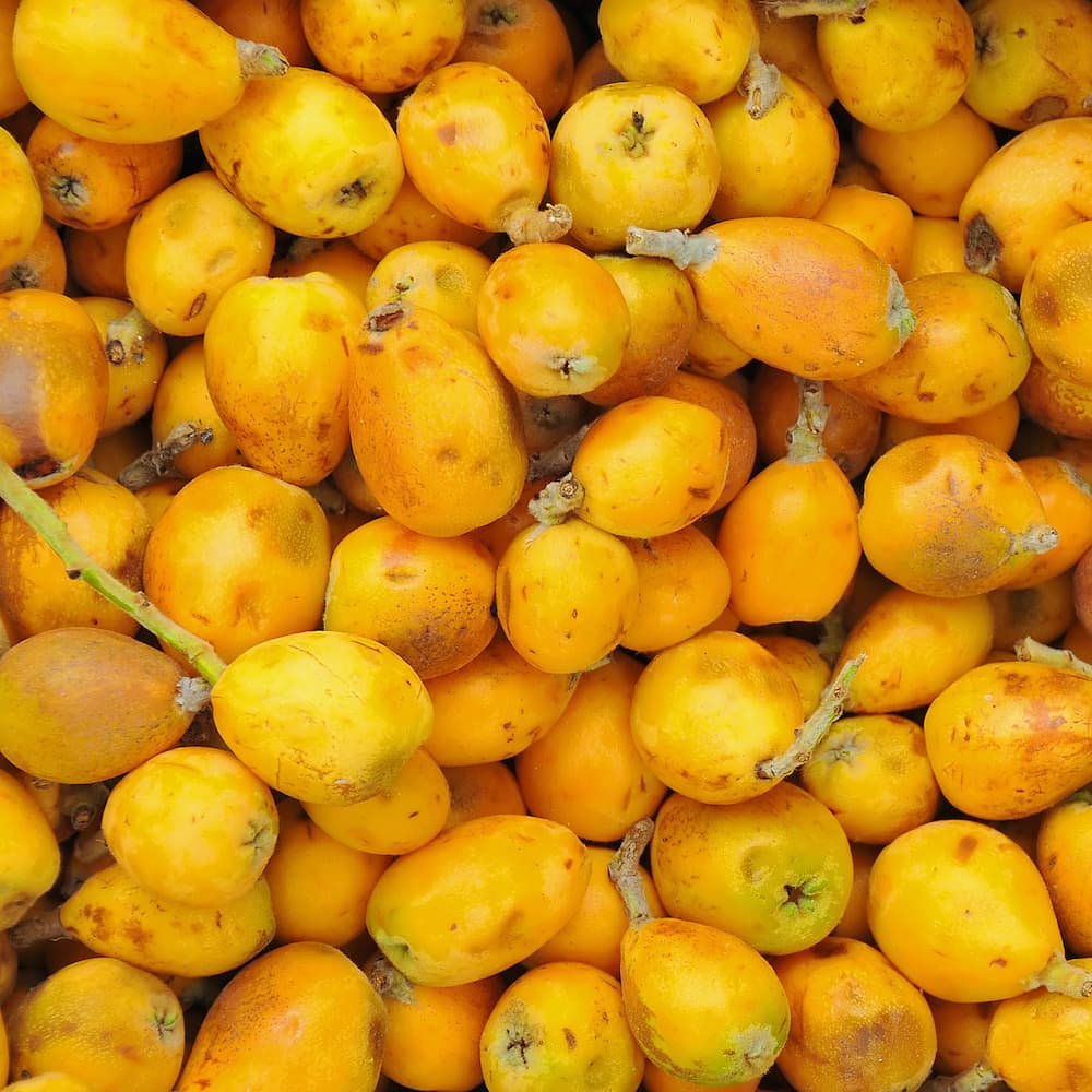 Marula Öl - Gesicht - Körper - Haare - 50ml Marula Öl - Gesicht - Körper - Haare - 50ml