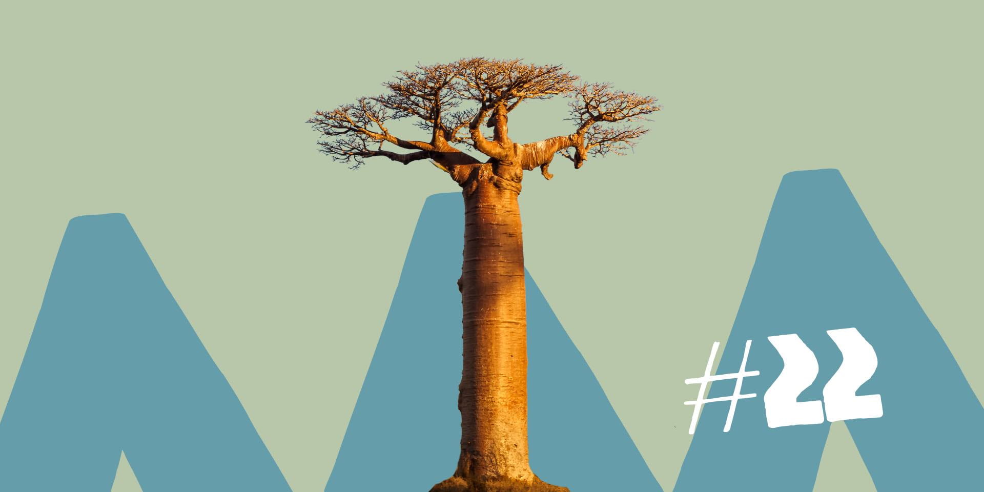 Baobab Afrikanischer Affenbrotbaum Blog Baobab Afrikanischer Affenbrotbaum Blog