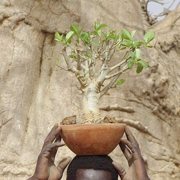 Baobab Setzling Groß - 5-7 Jahre - Zimmerpflanze