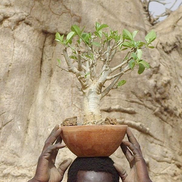 Baobab Setzling Groß - 4-5 Jahre - Zimmerpflanze Baobab Setzling Groß - 4-5 Jahre - Zimmerpflanze