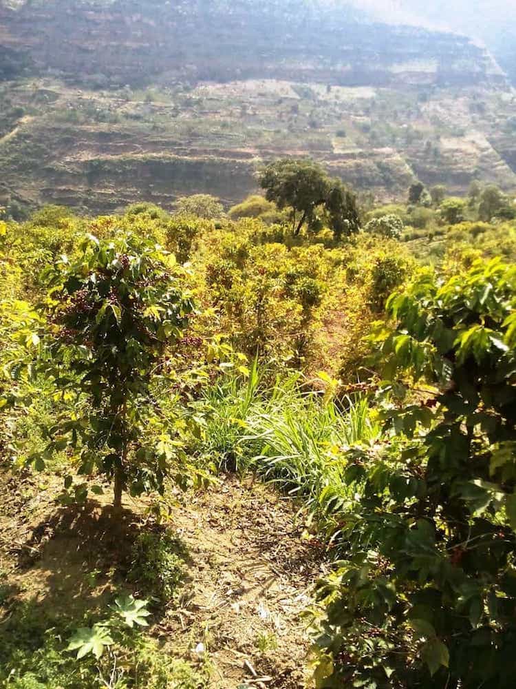 Bio Kaffee - Harar Longberry - Äthiopien Bio Kaffee - Harar Longberry - Äthiopien