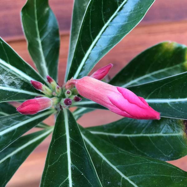 Baobab Chacal Setzling - 1-2 Jahre - Wüstenrose