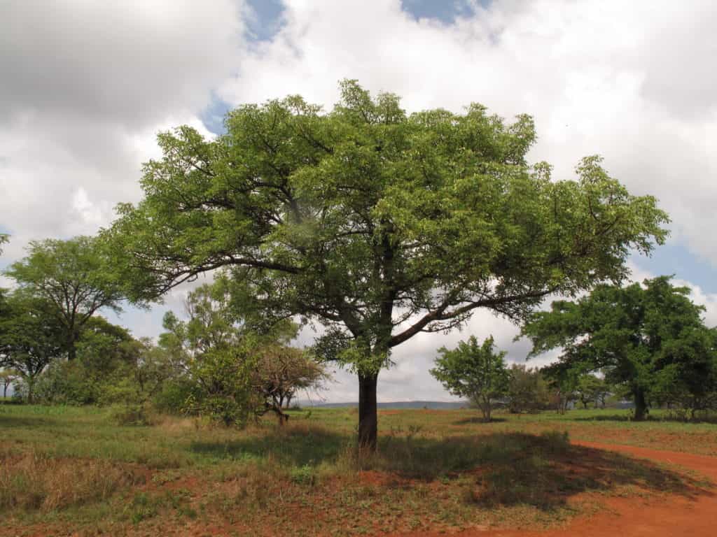 Marula Shampoo - Normales Haar