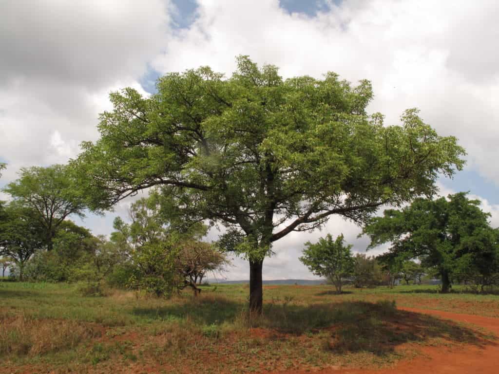 Marula Shampoo - Normales Haar Marula Shampoo - Normales Haar