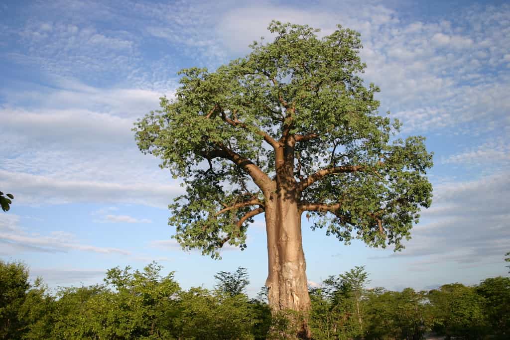 Baobab Shampoo -  Trockenes Haar