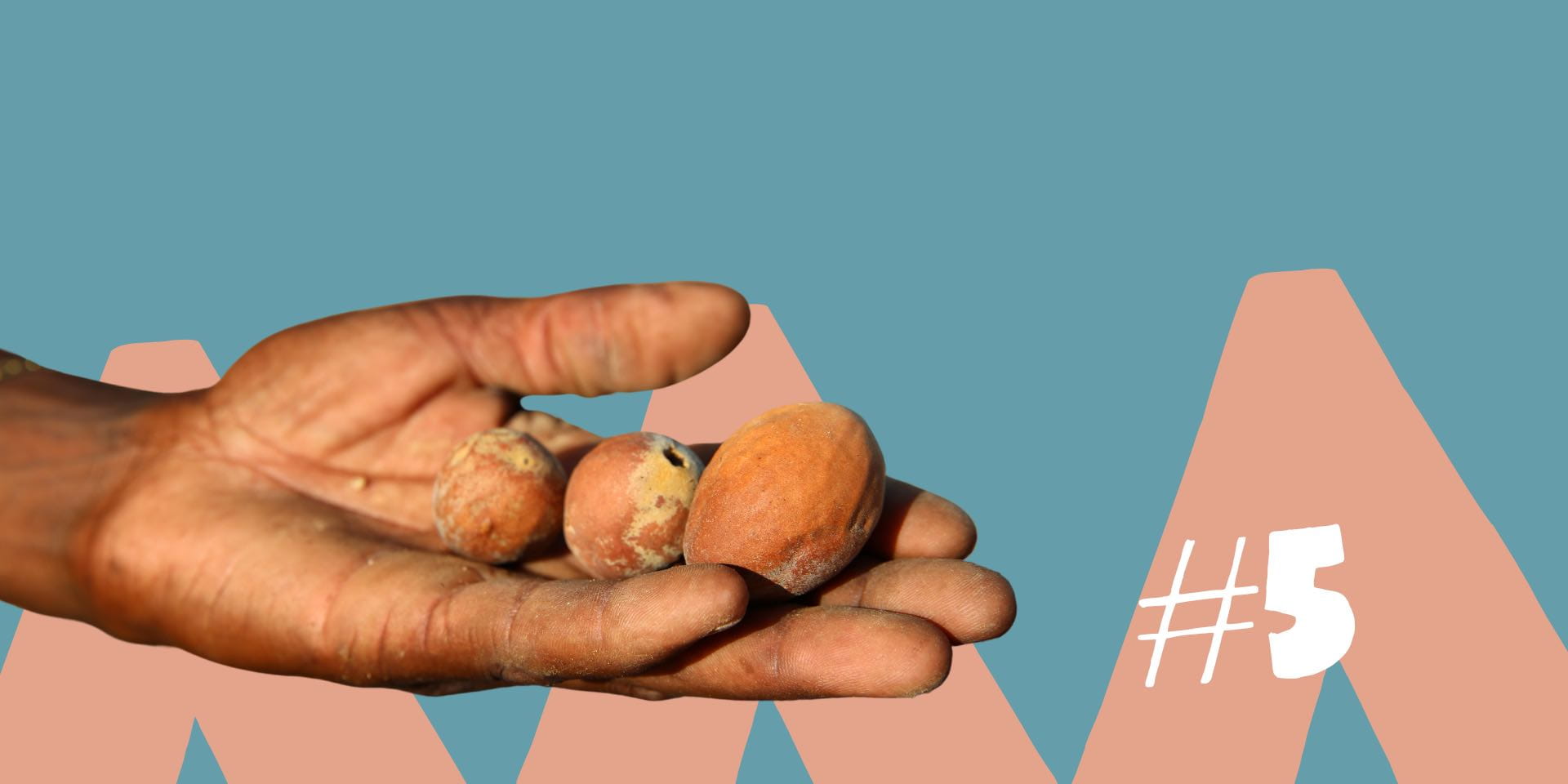 Was ist Marula Öl wie wird es angewendet Afrika Blog Was ist Marula Öl wie wird es angewendet Afrika Blog