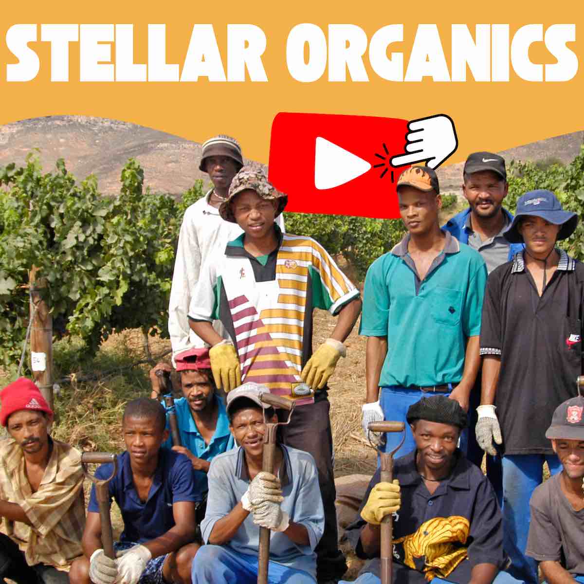 Bio Wein Stellar Organics Südafrika Fairtrade