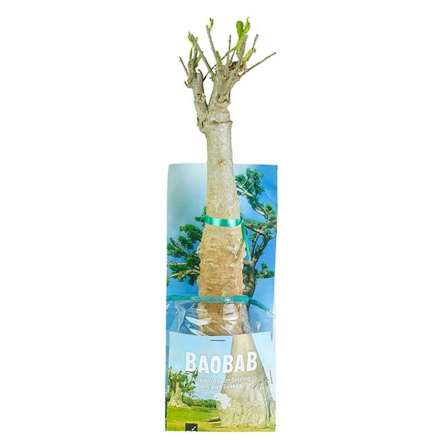 Baobab Setzling Groß - 4-5 Jahre - Zimmerpflanze Baobab Setzling Groß - 4-5 Jahre - Zimmerpflanze