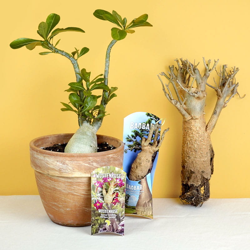 Baobab Samen und Setzlinge selber pflanzen Topf Indoor Anzucht Baobab Samen und Setzlinge selber pflanzen Topf Indoor Anzucht