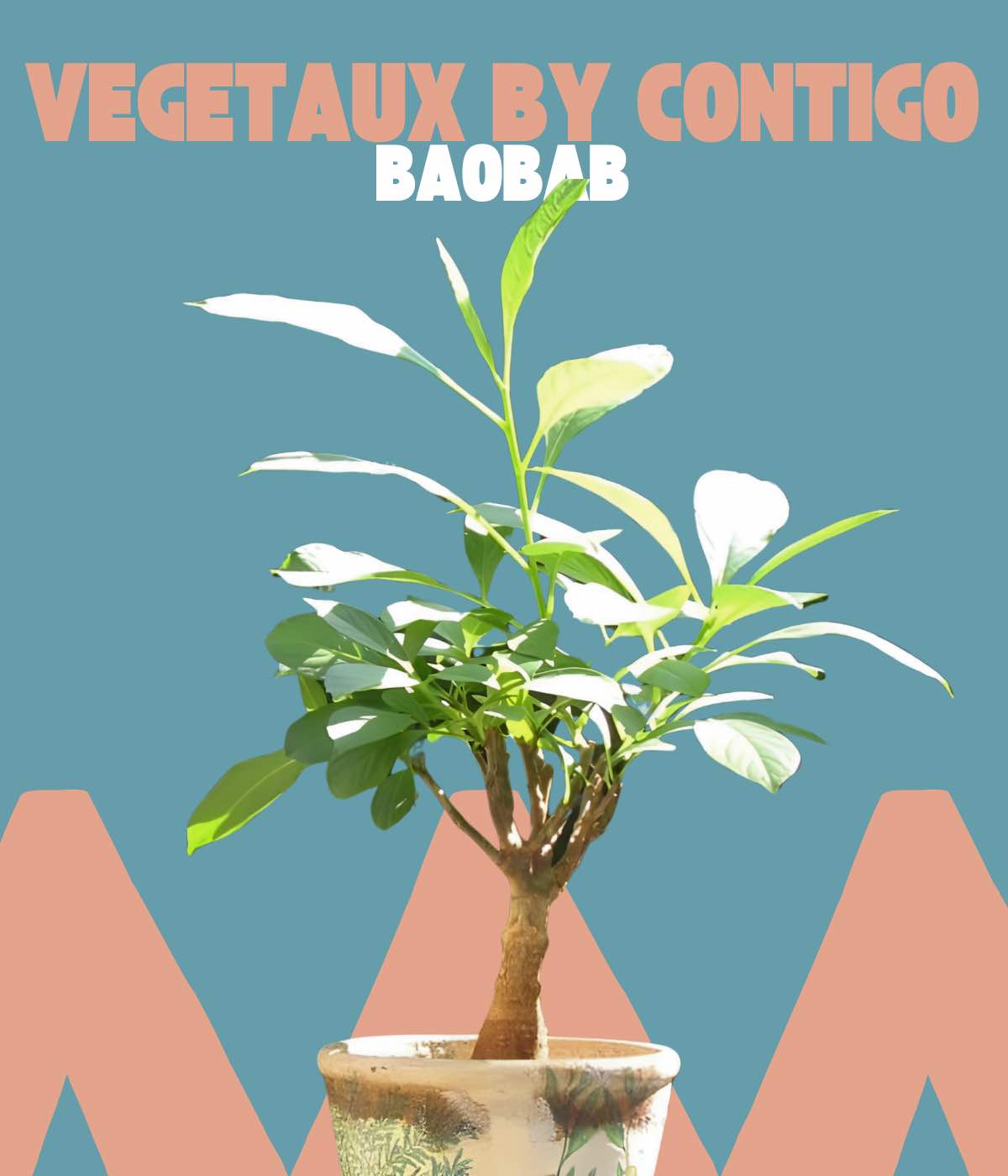 Vegetaux by Contigo Vegetaux by Contigo