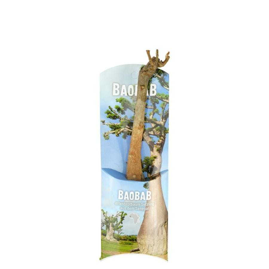 Baobab Setzling Affenbrotbaum Samen Topf Zimmerpflanze Lebensbaum kaufen indoor Contigo Baobab Setzling Affenbrotbaum Samen Topf Zimmerpflanze Lebensbaum kaufen indoor Contigo