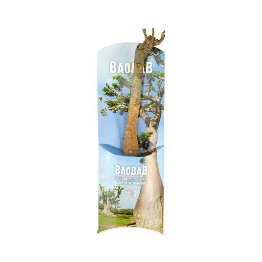 Baobab Setzling Affenbrotbaum Samen Topf Zimmerpflanze Lebensbaum kaufen indoor Contigo Baobab Setzling Affenbrotbaum Samen Topf Zimmerpflanze Lebensbaum kaufen indoor Contigo