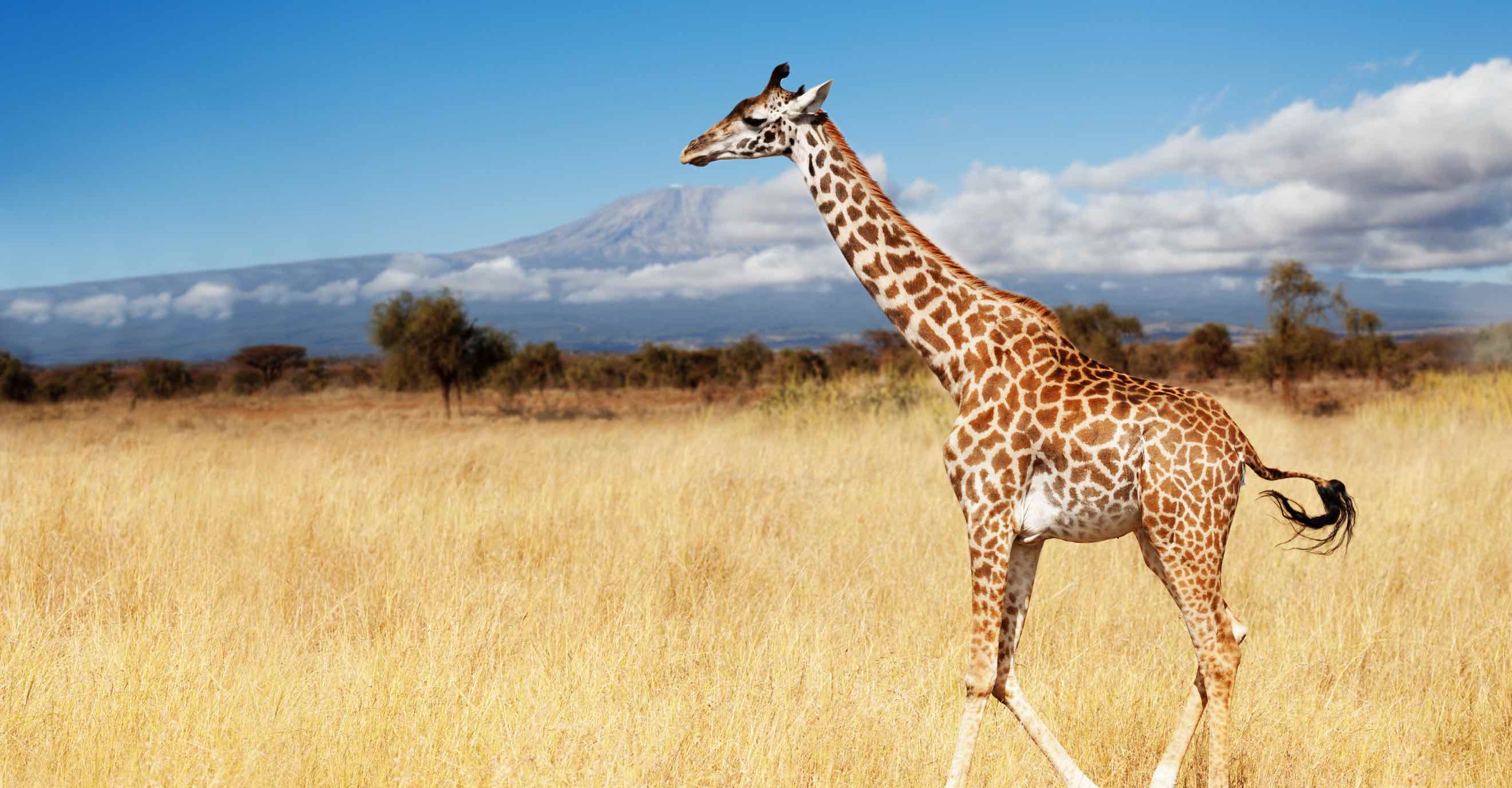 Wo liegt Kenia der Weltkarte? Wo liegt Kenia der Weltkarte?