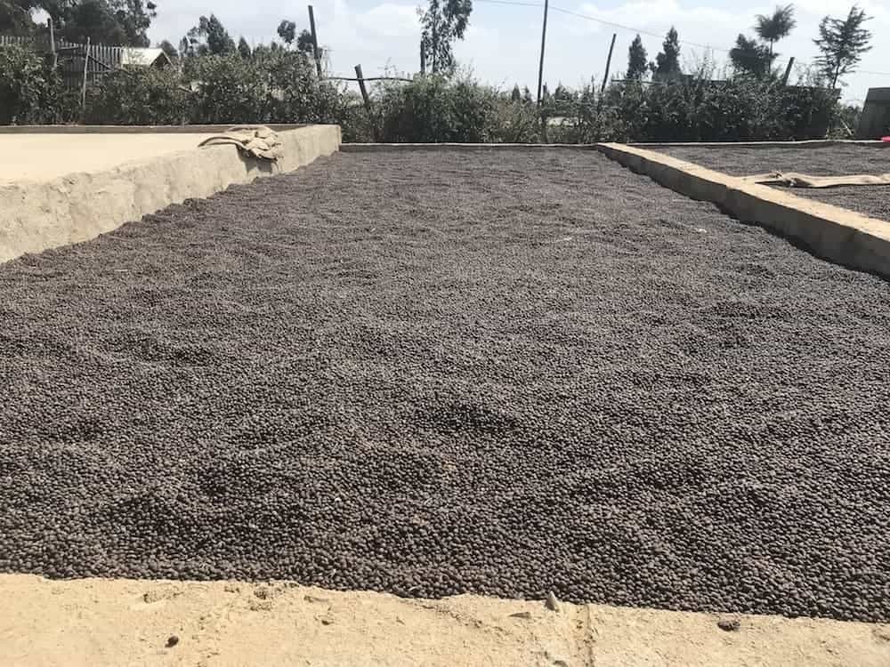 Bio Kaffee - Harar Longberry - Äthiopien Bio Kaffee - Harar Longberry - Äthiopien