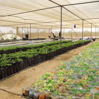 Baobab Setzling kaufen pflanzen Samen Aufzucht Contigo Fair Trade Senegal
