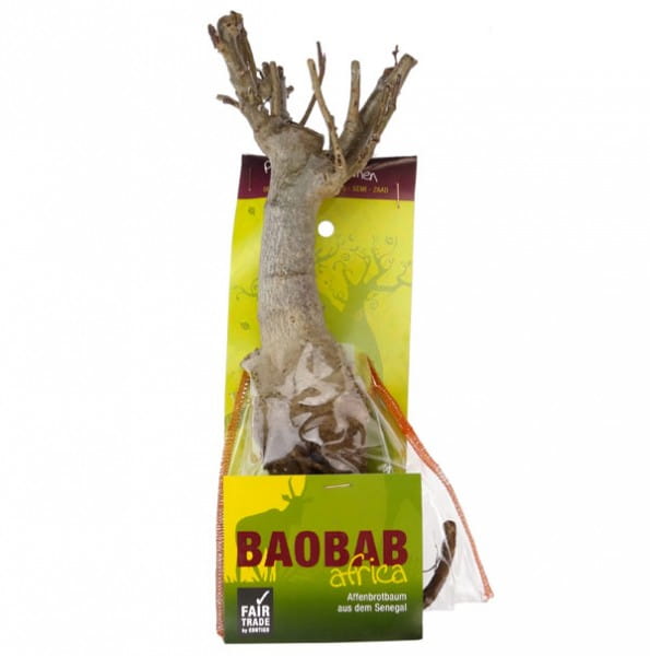 Baobab Setzling Groß mit Samen