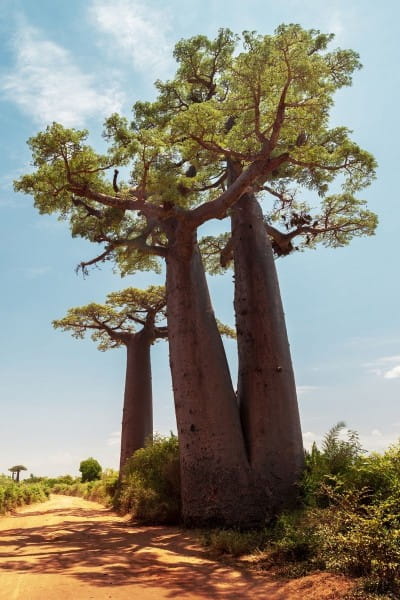 Afrikanischer-Affenbrotbaum-warum-heisst-er-so-baobab-blog