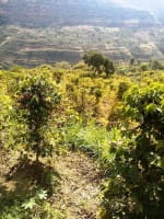 Bio Kaffee - Harar Longberry - Äthiopien