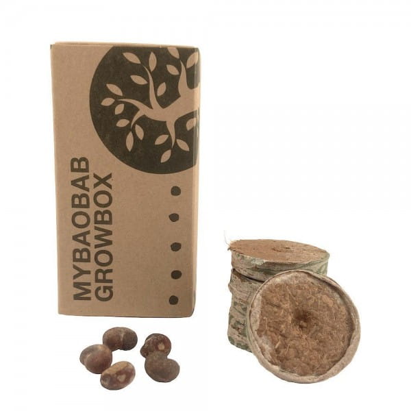 Baobab Samen - Growbox - Zimmerpflanze