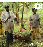Getrocknete Baby Bananen - Bio - Tansania